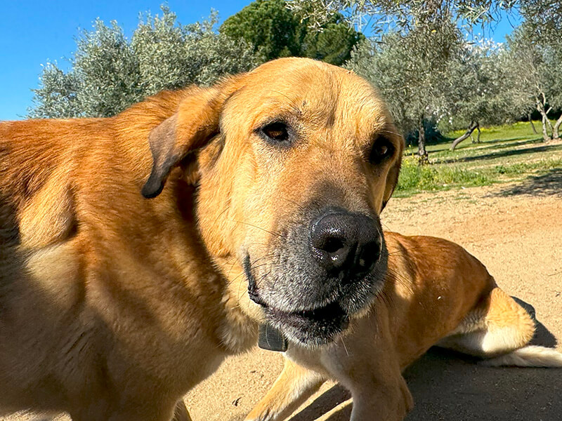Adoptar perro | Fundación Animal Rescue