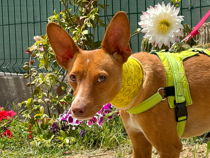 Adoptar perro | Fundación Animal Rescue